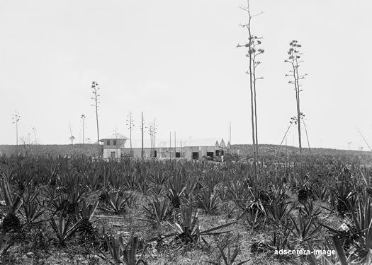   Plants Plant Plantation Building Nassau Bahamas photo picture  