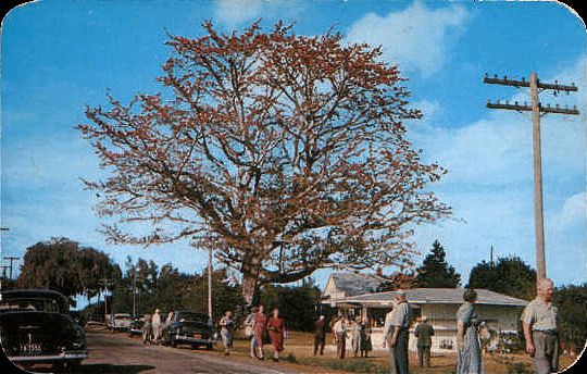 The tree itself was a popular attraction in 1940s and 1950s