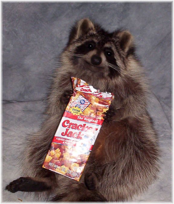 BEAUTIFUL RACCOON TAXIDERMY MOUNT EATING CRACKER JACKS  