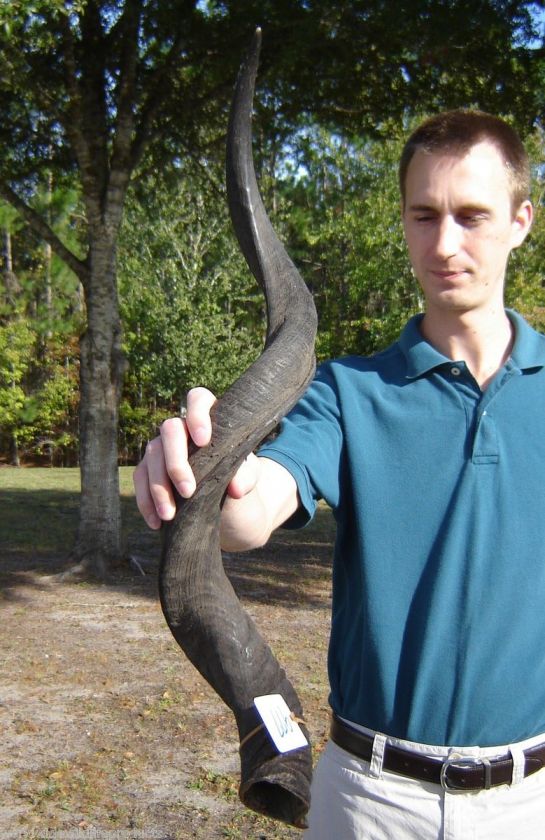 35 inch Natural South African Kudu horn to make shofar real horn 