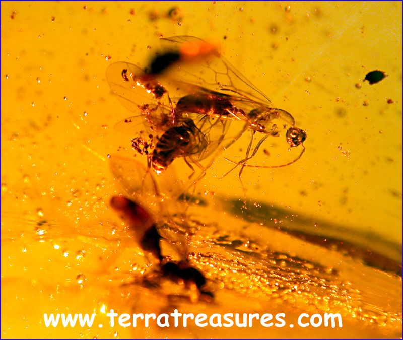 A101 DR7811 SuperbGiant Ichneumon Wasp Dominican Amber  