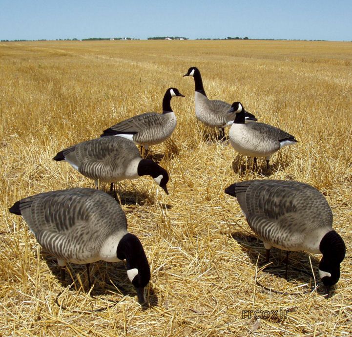   GREENHEAD GEAR FFD HARVESTER CANADA GOOSE DECOYS 700905716265  