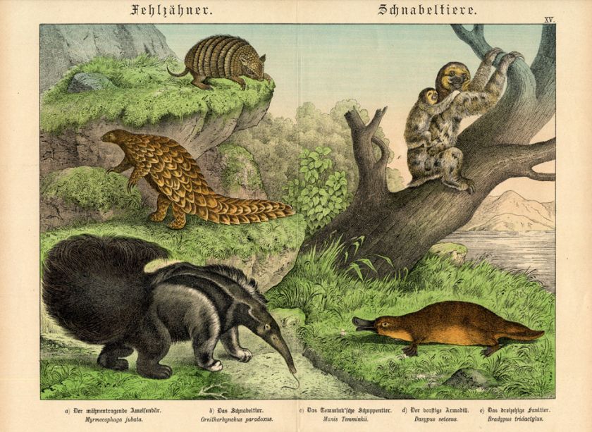 Antique Print ANTEATER ARMADILLO PLATYPUS Schubert 1878  