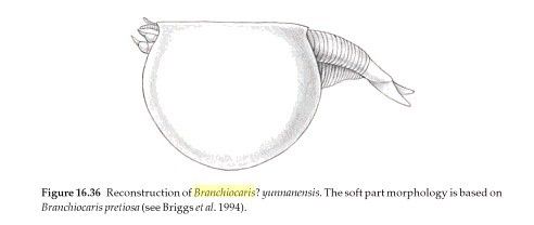 RCBranchiocaris ChengJiang Rare Shelled Arthropod Trilobite 