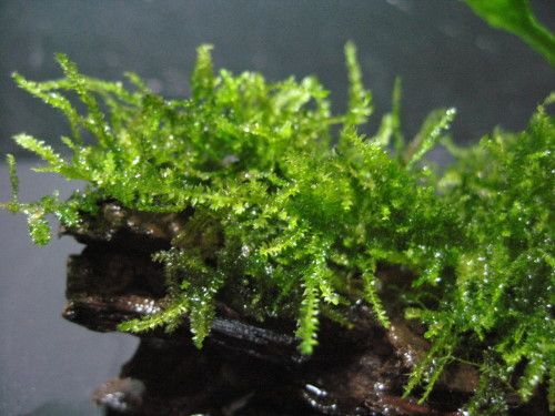 peacock moss & JAVA FERN +Driftwood  Live plant FISH W  