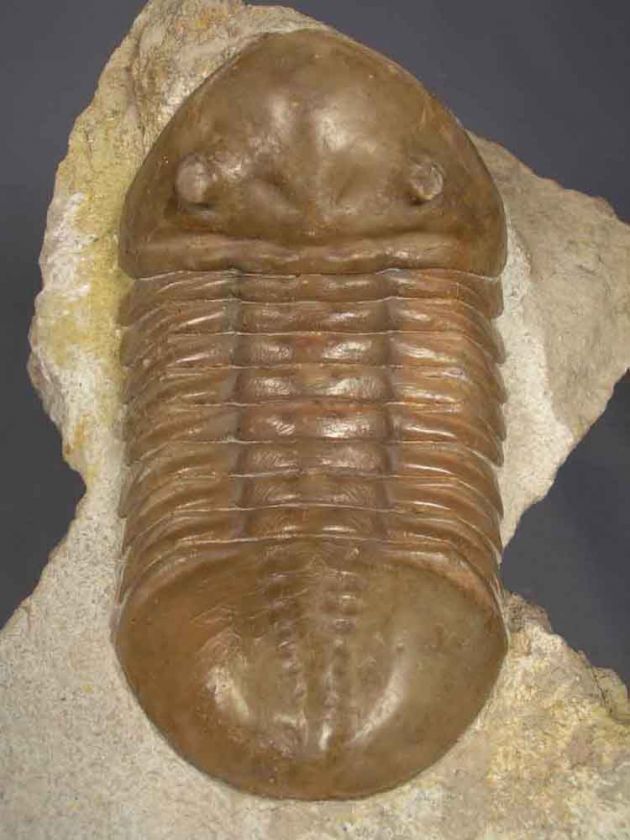 ASAPHUS LEPIDURUS Trilobite Russia VERY BIG  