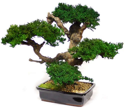 Large Bonsai Tree Preserved Forever Green Art New  