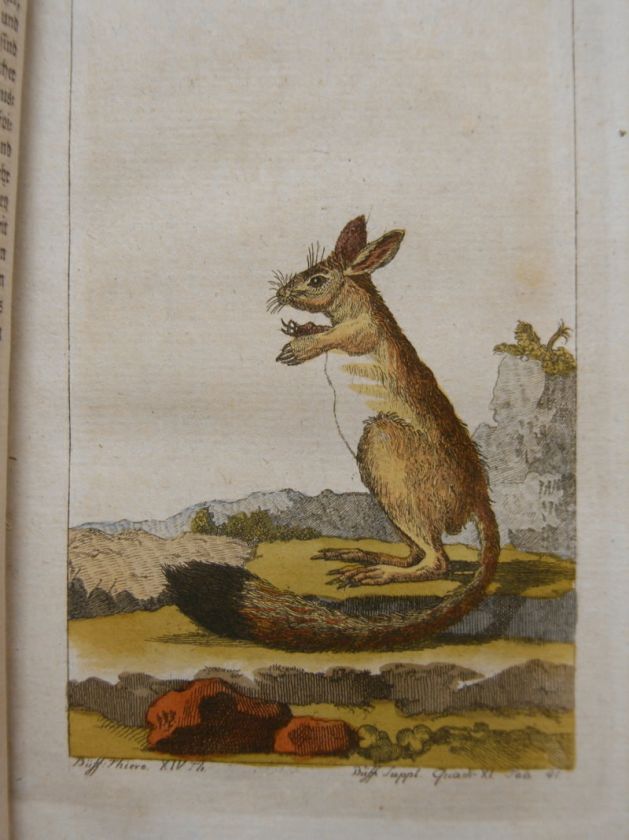 BUFFON HISTOIRE NATURELLE HAMSTER FLEDERMAUS1788 #C137S  