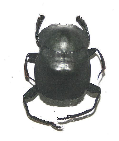 Deltochilum sp. 22 mm. unmounted beetle A1of Peru 971  