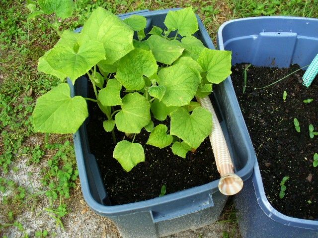   CUCUMBERS ONLY 4 WEEKS OLD AND THE OTHER ONLY 4 DAYS OLD GROW ANYWHERE