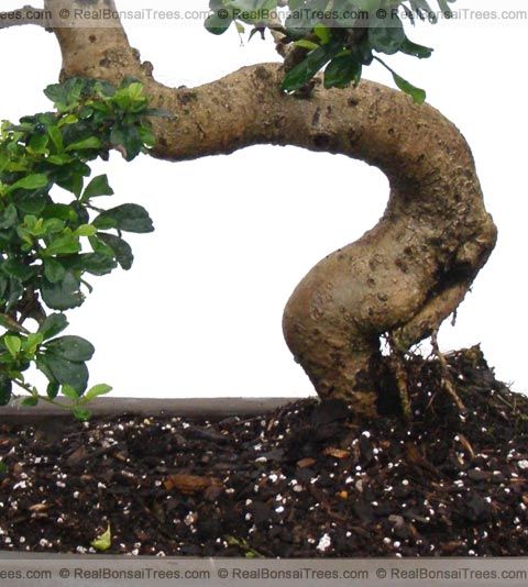 Live Old Fukien Tea Bonsai Tree Real Bankan Style Art  