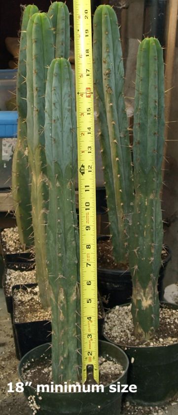 San Pedro cactus relative, Bridgesii, 18+ plant  