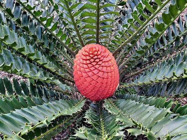 Encephalartos ferox Zululand Cycad FAST Grow Holly Leaf  