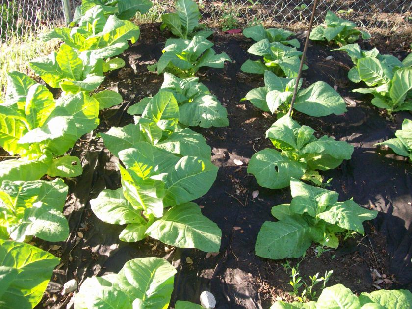 Walkers Broadleaf Tobacco Seed~ 250+ seeds~  