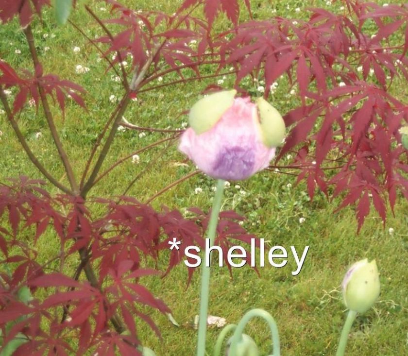 Crepe Papery Pink Petals with a Lavender Throat   Huge Blooms