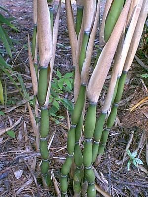 You are bidding on a large well established, one gallon bamboo plant 