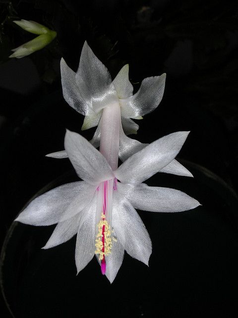 EPIPHYLLUM Christmas Cactus  3 cuttings ~ SNOW WHITE  