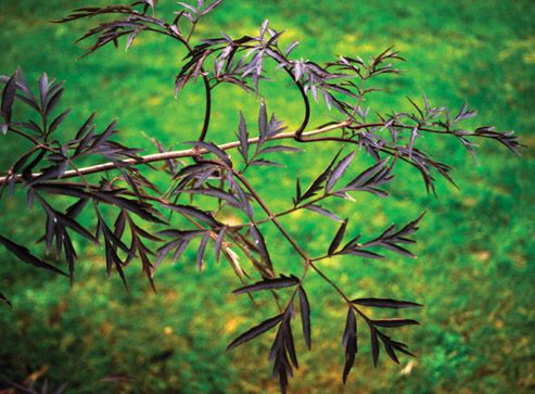 bold beautiful flowering shrub