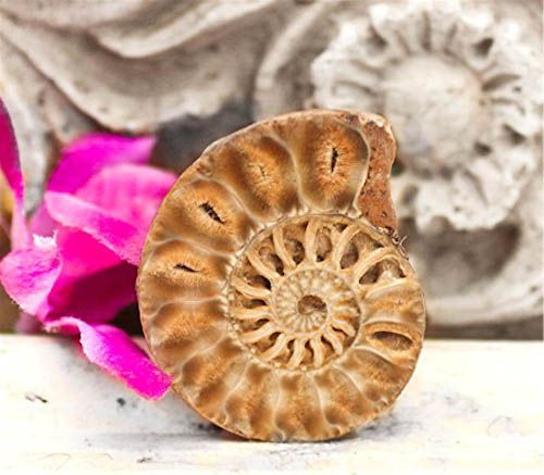 Fossil Fossilized Ammonite Slice Cabochon Pendant Size