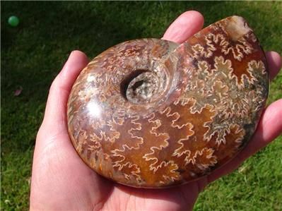 Translucent BIG Suture AMMONITE FOSSIL w/Ammolite 124mm  